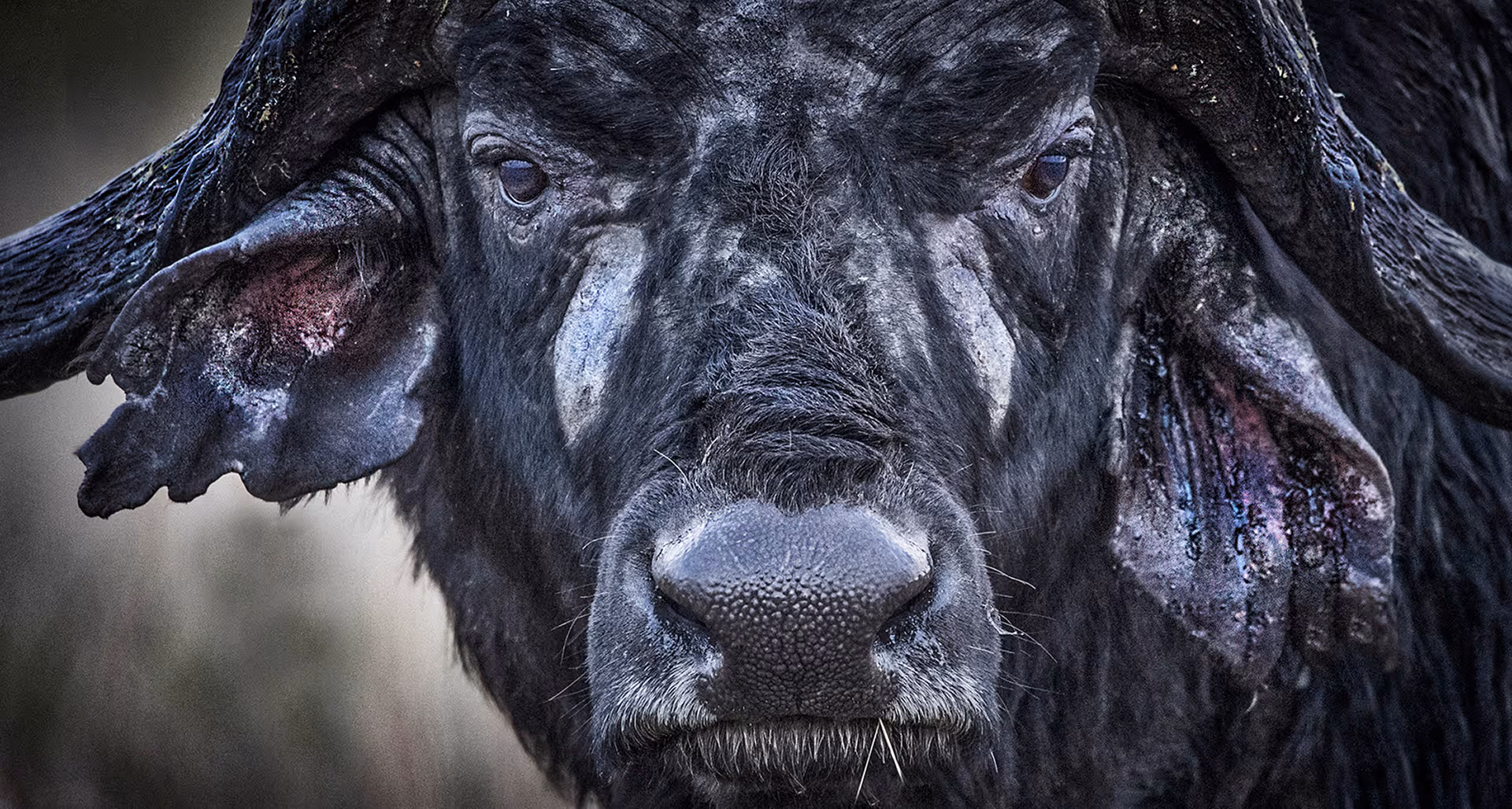 A cape buffalo emerges from the shadows of the South African bushveld