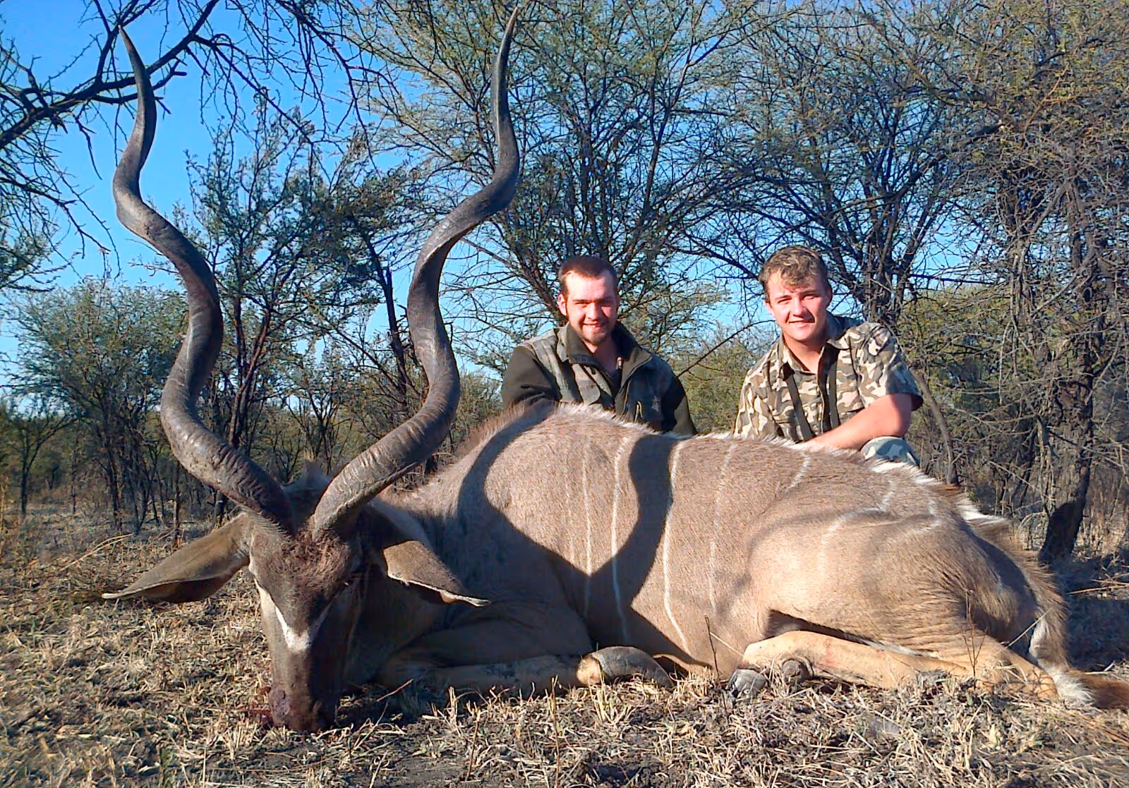 A greater kudu bull taken on free-range land