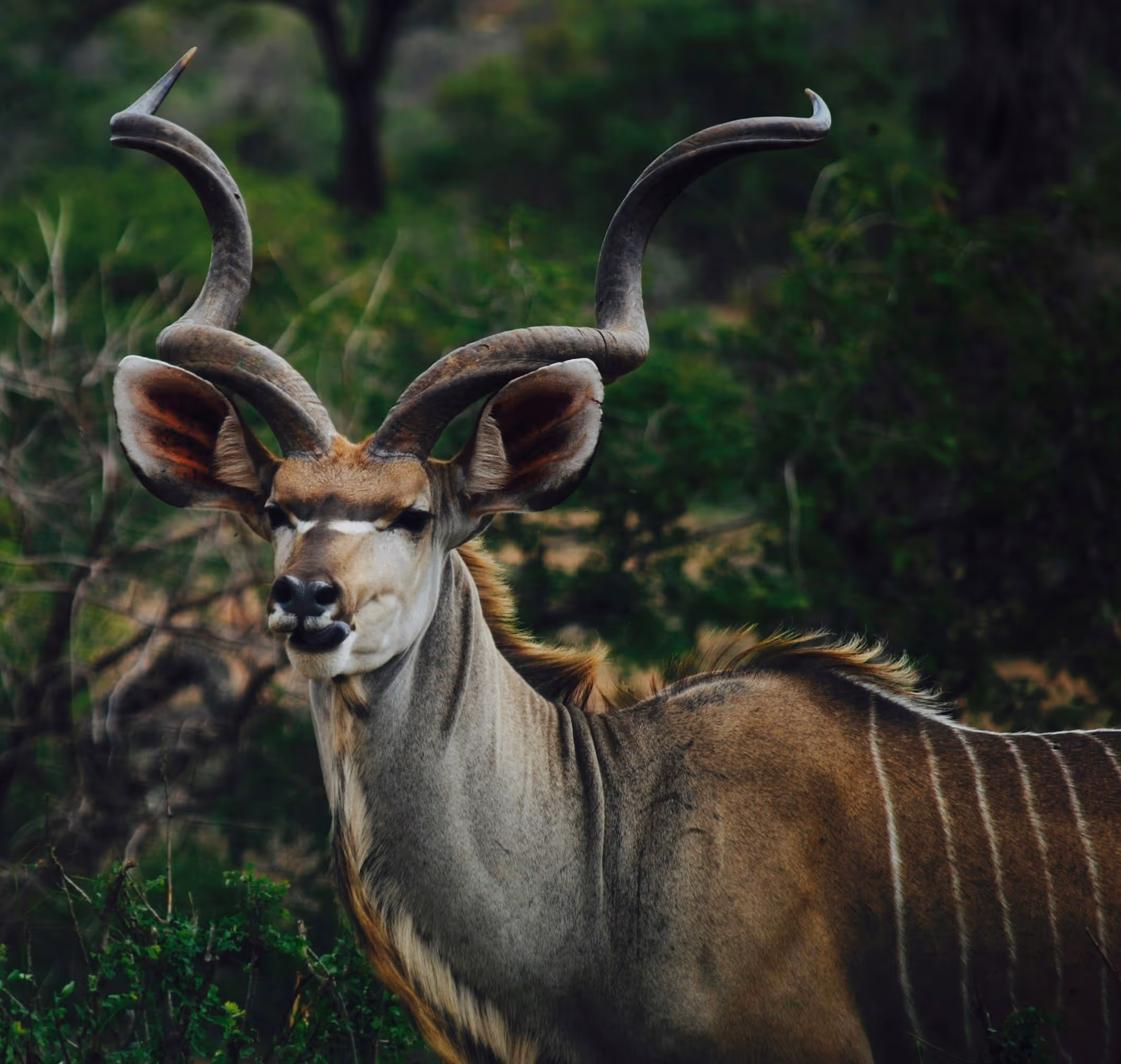 A greater kudu bull in the bushveld